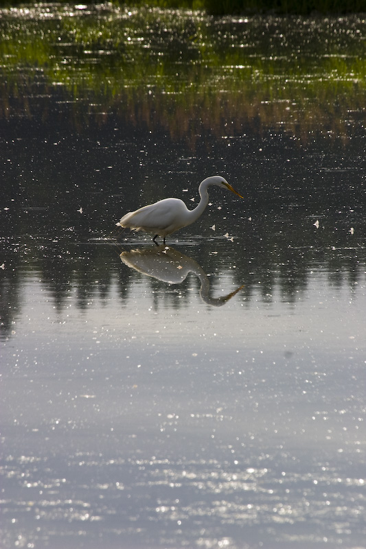 Great Egret